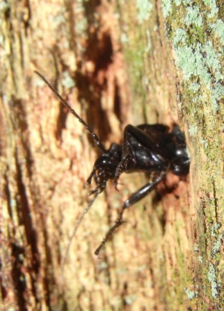 Buongiorno dal cerambicide. No. Carabus imprigionato